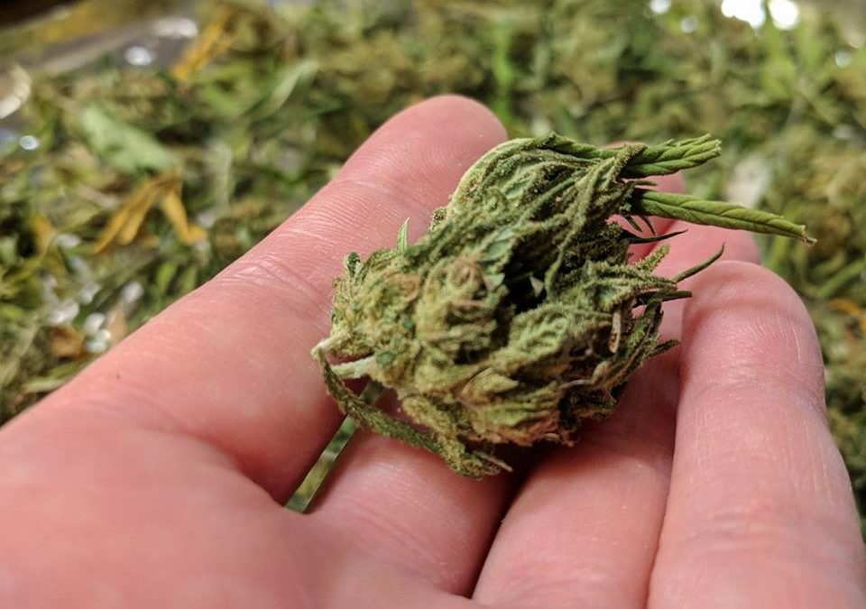 CBD Enhanced Massage : It’s The Freaking Balm!